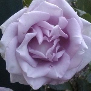 Meet your Posher, Annarae